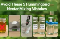 img of Avoid These 5 Hummingbird Nectar Mixing Mistakes – Expert Tips & Tools