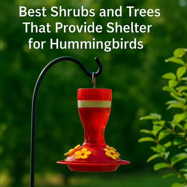 img of Top Shrubs & Trees That Provide Shelter for Hummingbirds