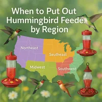 img of When to Put Out Hummingbird Feeders by Region – U.S. Calendar & Amazon Models